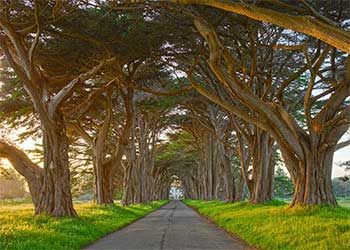 Tree tunnel, California