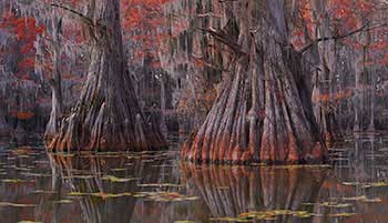 Louisiana swamps