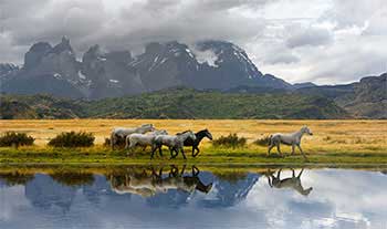 Chilean Horses